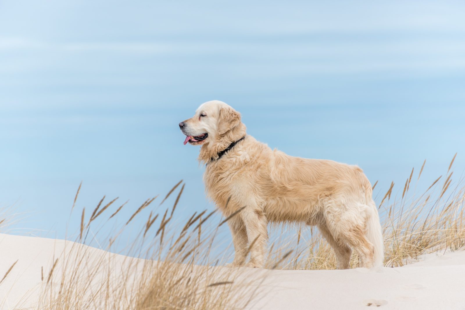 Golden Retriever steht in den Dünen am Ostseestrand