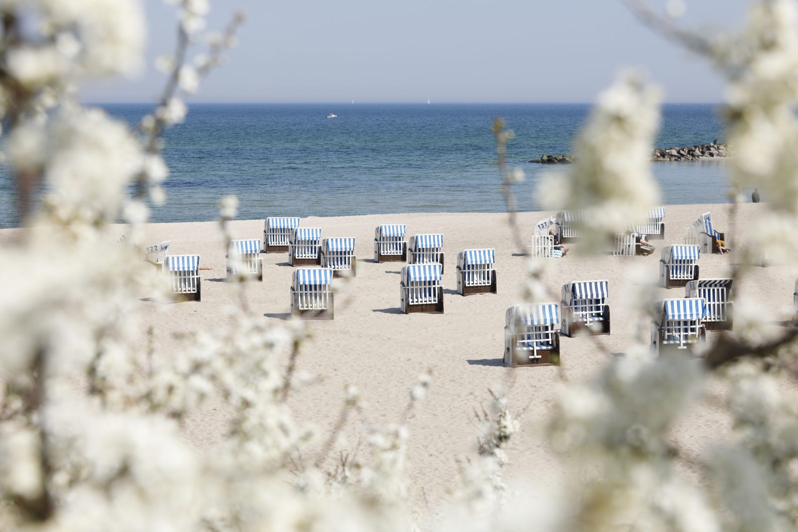 Weiße Blütenzweige im Vordergrund, dahinter Strandkörbe am Kühlungsborner Strand